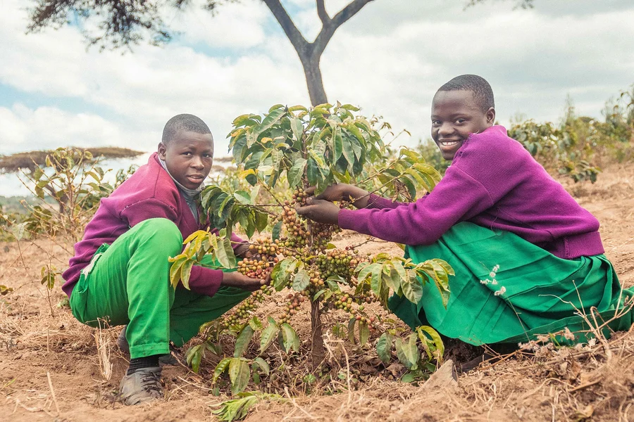 Zwei Personen ernten Kaffeekirschen von einem Kaffeebaum. Im Bild sind Produkte „Projektkaffee Kahawa Skuli - 10x 500 g Ganze Bohne“ und „Projektkaffee Kahawa Skuli - 500 g Ganze Bohne“ zu sehen.