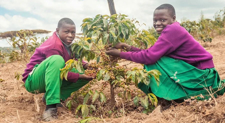 Zwei Personen ernten Kaffeekirschen von einem Kaffeebaum. Im Bild sind Produkte „Projektkaffee Kahawa Skuli - 10x 500 g Ganze Bohne“ und „Projektkaffee Kahawa Skuli - 500 g Ganze Bohne“ zu sehen.