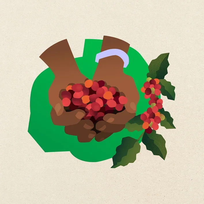 Zwei dunkle Hände halten rote und orangefarbene Kaffeekirschen. Rechts daneben ist ein Zweig mit grünen Blättern und weiteren roten Kaffeekirschen zu sehen.