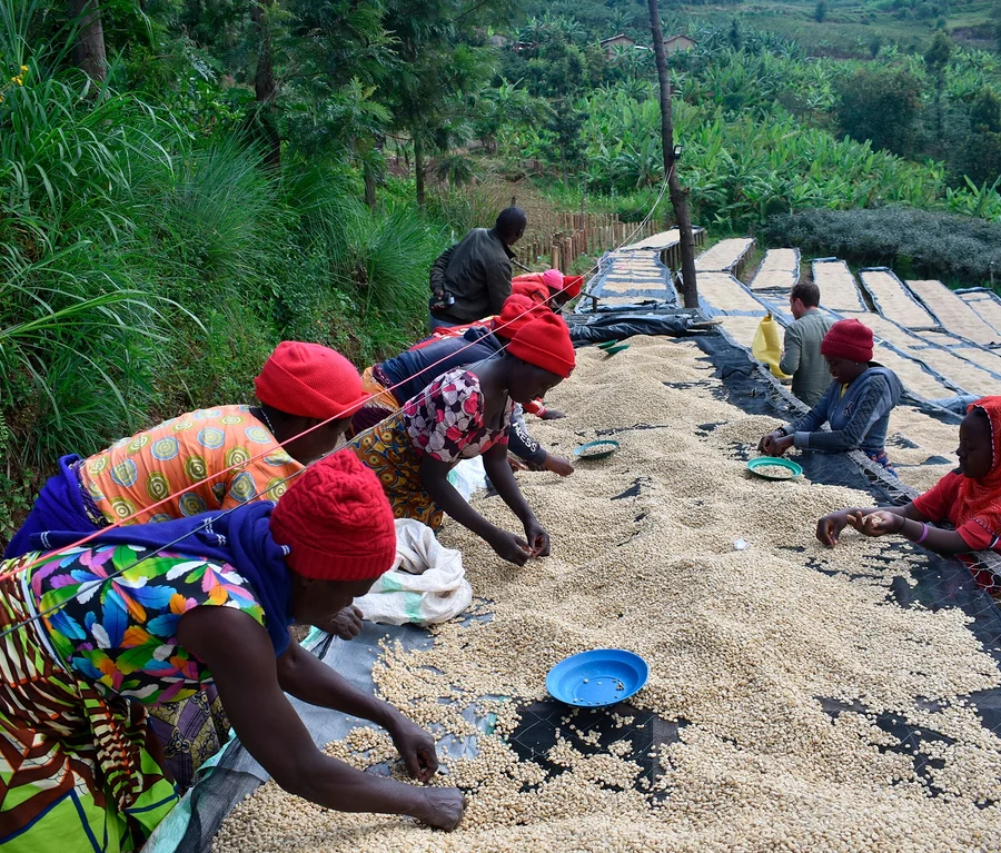 Mehrere Personen sortieren die Rarität »Buramba Rwanda« inkl. Kaffeedose auf Planen im Freien.