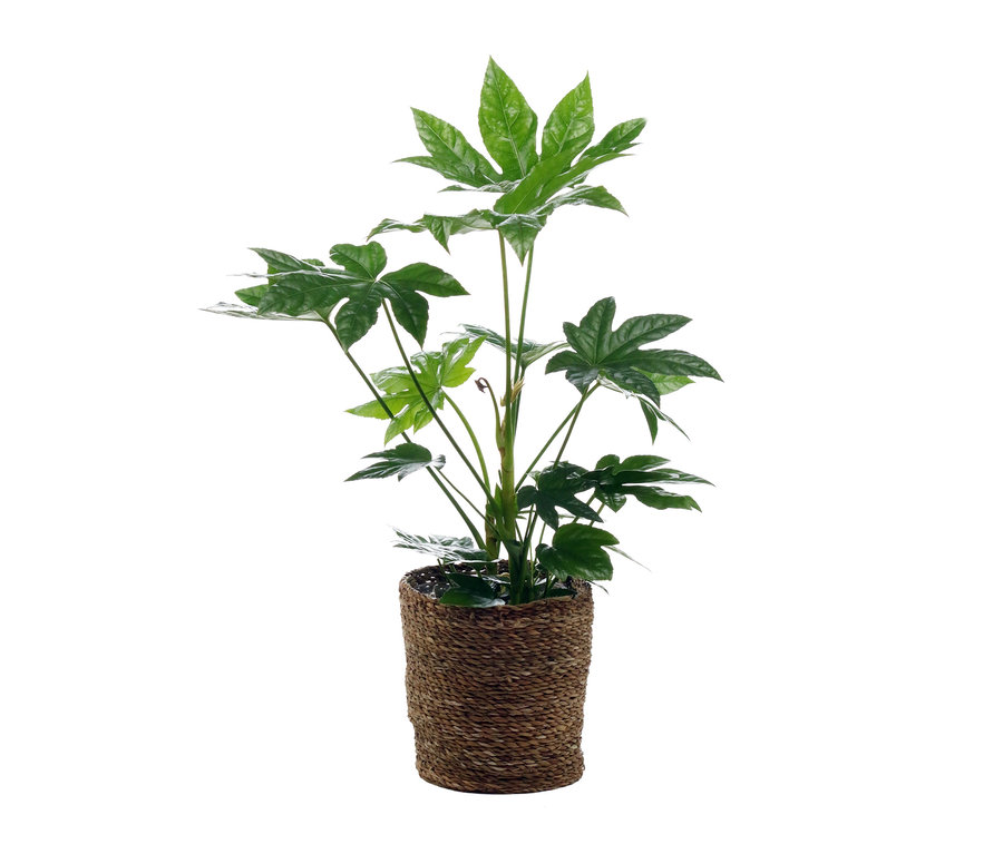 Eine grüne Fatsia mit Übertopf in einem braunen Korb.