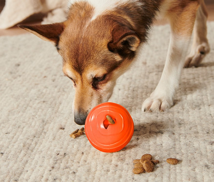 Hund schnüffelt an orangefarbenem Hundespielzeug »Snackball« auf einem Teppich, um ihn herum sind Futterstücke.