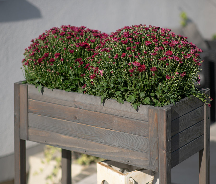 Zwei Büschel rote Blüten in einem Hochbeet ca. 79 x 79 x 39 cm.