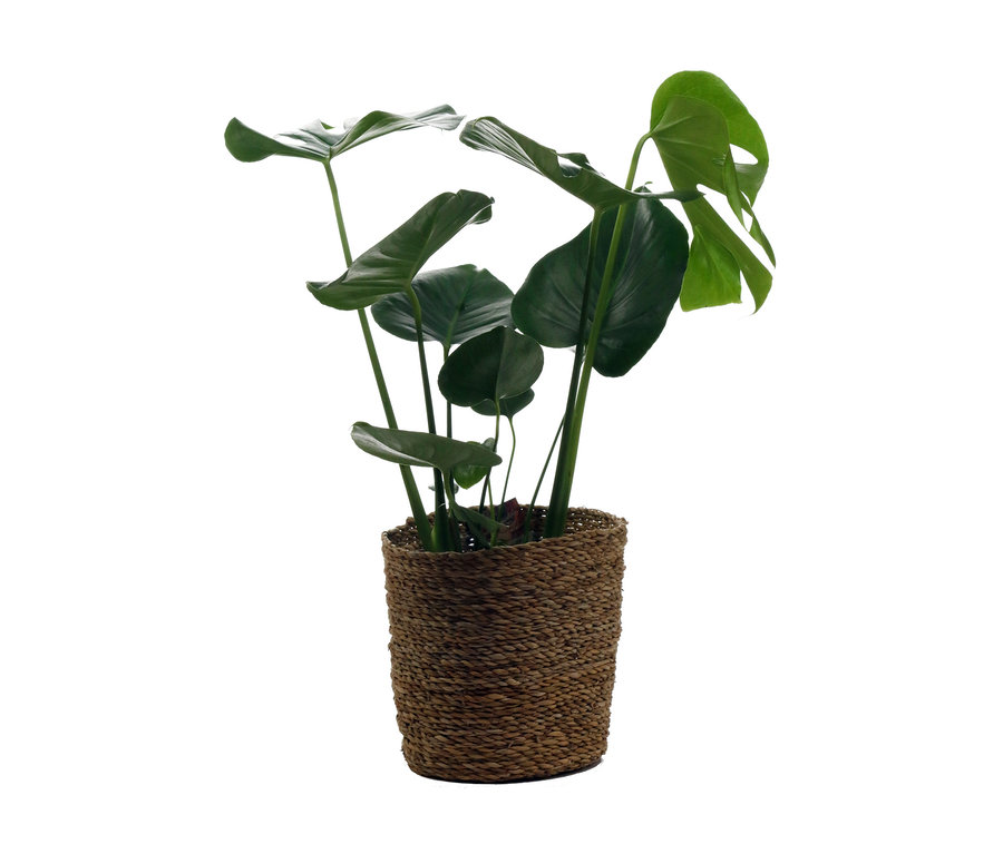 Monstera mit Übertopf in einem braunen Korb.