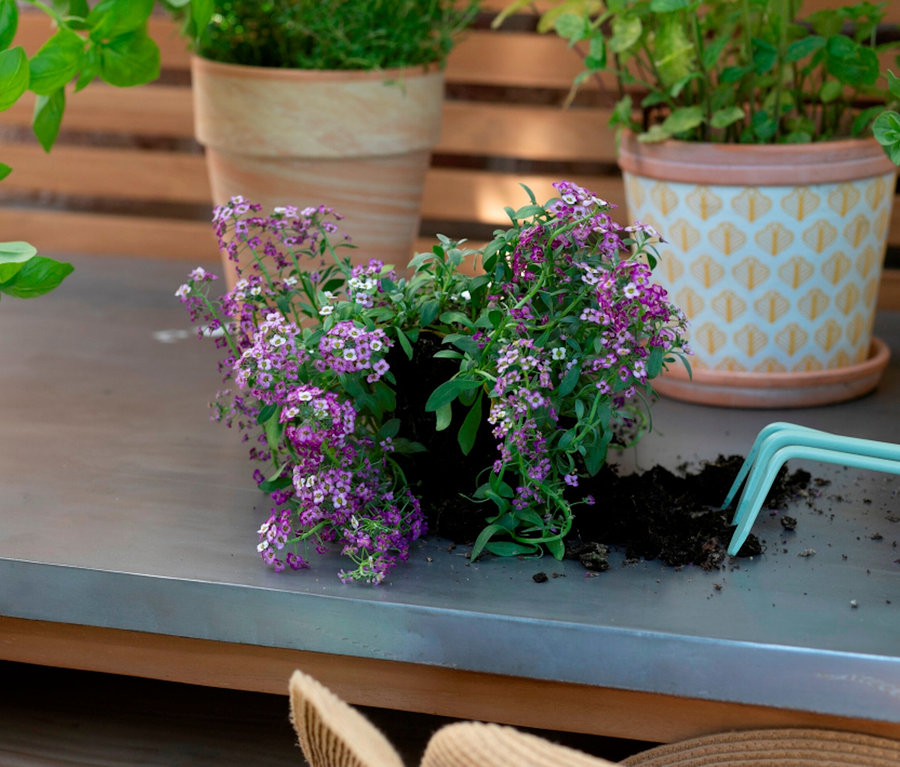 Blumen und Pflanzen in Töpfen auf einem deVries Teak-Pflanztisch.