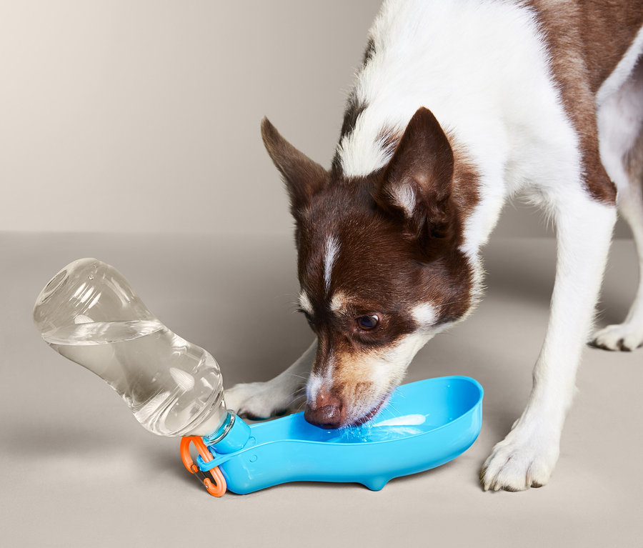 Hund trinkt aus der Hunde-Trinkflasche »To go«.