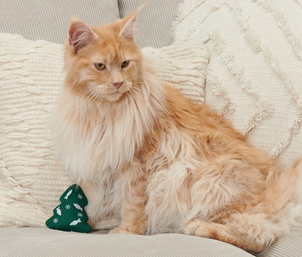 Orangefarbene Maine Coon Katze sitzt auf einem beigen Sofa neben einem grünen Weihnachtsbaum-Katzen-Spielzeug.