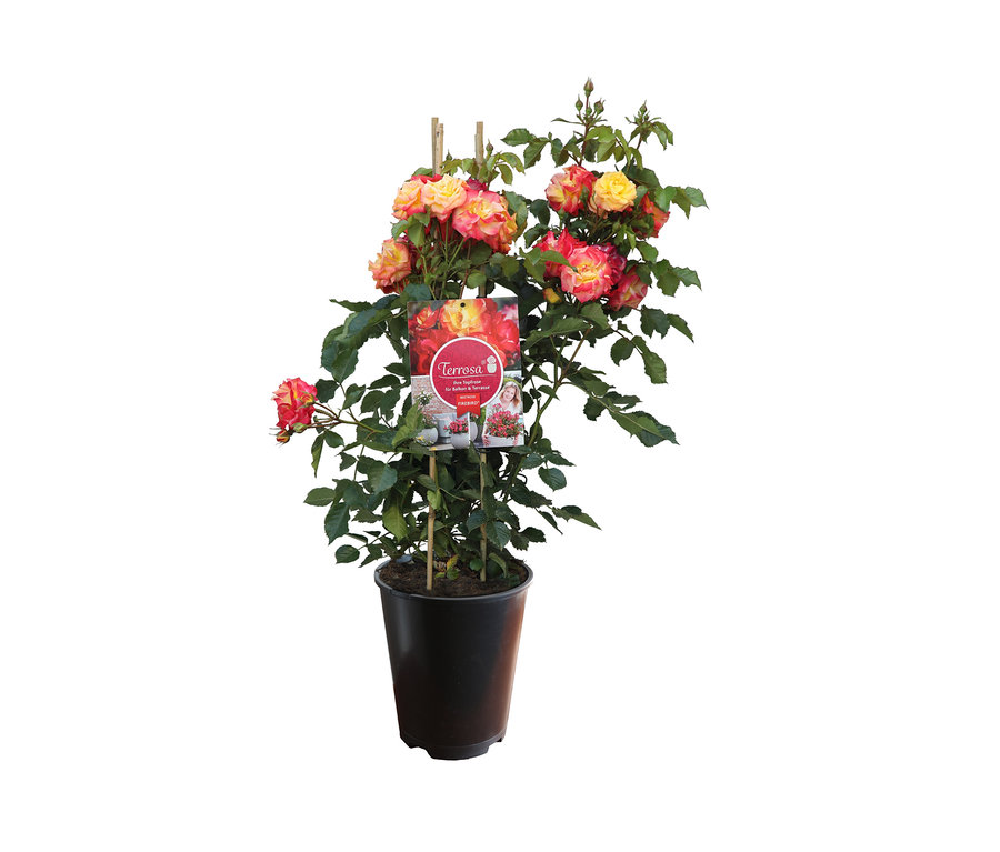Blühende Rose »Firebird« in einem schwarzen Topf.