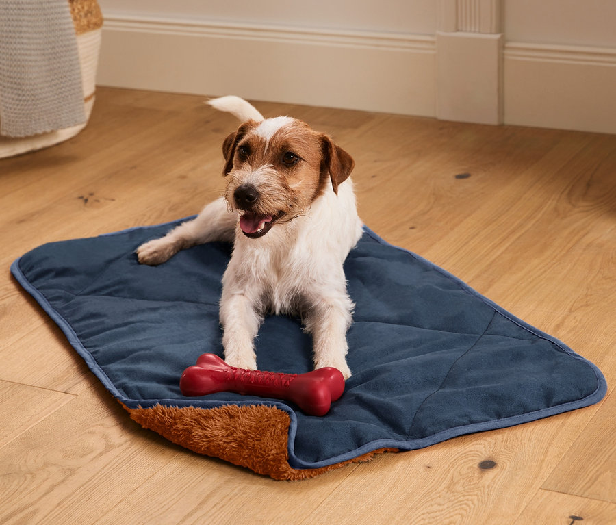 Jack Russell Terrier liegt auf einer Hunde-Kuscheldecke und kaut auf einem roten Knochenspielzeug.