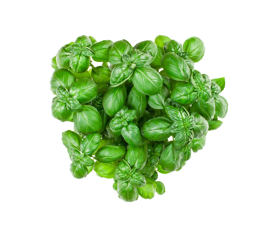 Nahaufnahme von oben: 8 Kräuterklassiker, saftig grüne Basilikumblätter auf weißem Grund.