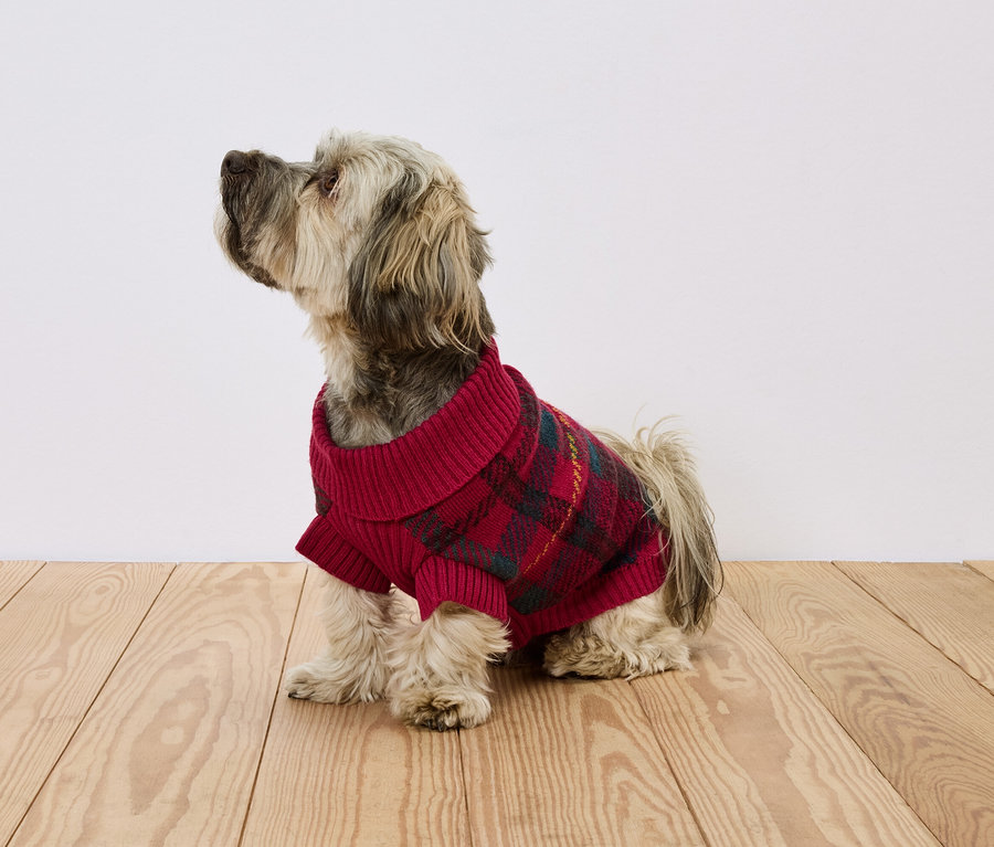 Hund sitzt auf Holzboden und trägt einen roten karierten Pullover.