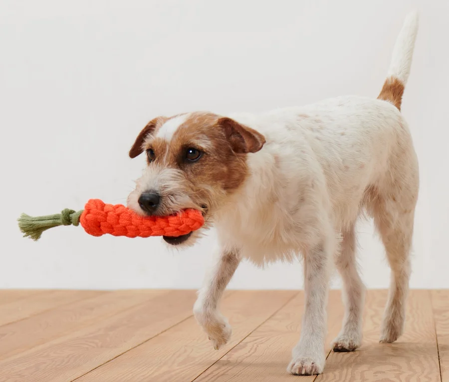 Jack Russell Terrier trägt ein Hundespielzeug »Karotte« im Maul.