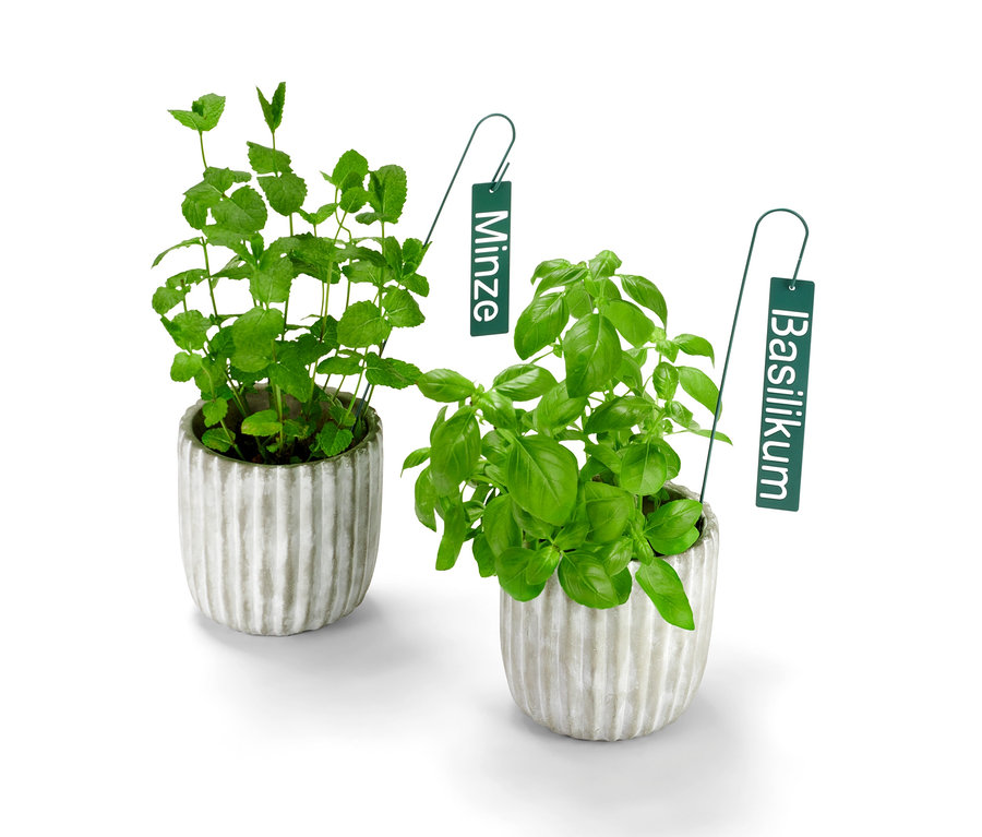 Zwei Kräuter in Töpfen mit Kräuterschildern, Minze und Basilikum.