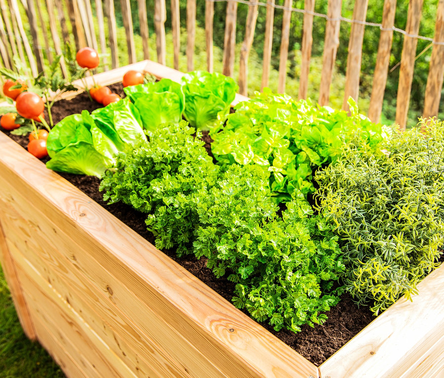 Tomaten, Salat und Kräuter wachsen in einem 170 cm hohen Hochbeet aus Lärche.