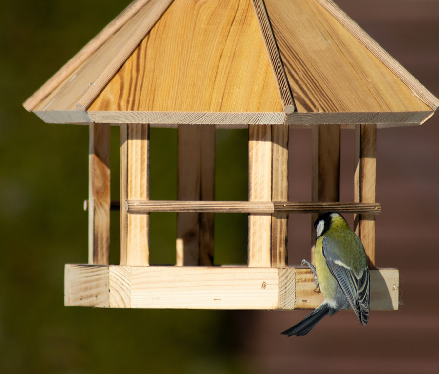 Eine Blaumeise sitzt auf dem hölzernen Vogelfutterhaus »Caliente«.