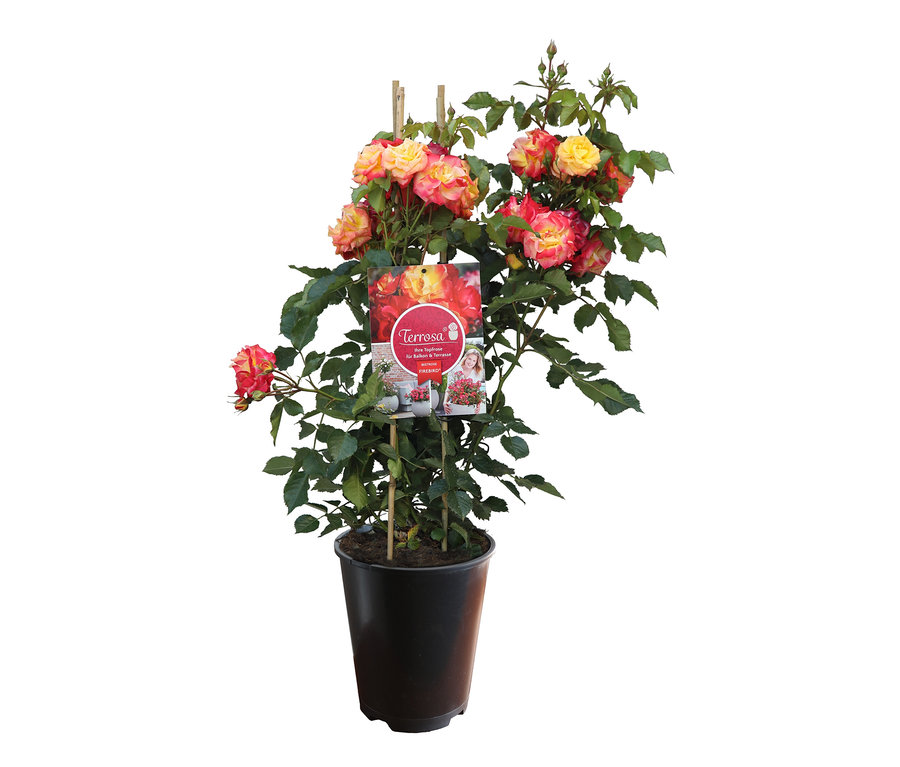 Blühende Rose »Firebird« in einem schwarzen Blumentopf.