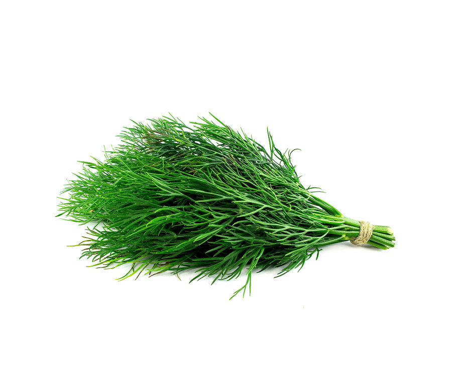 Ein Bund grüner Dill, 8 Kräuterklassiker, mit einer Schnur zusammengebunden.