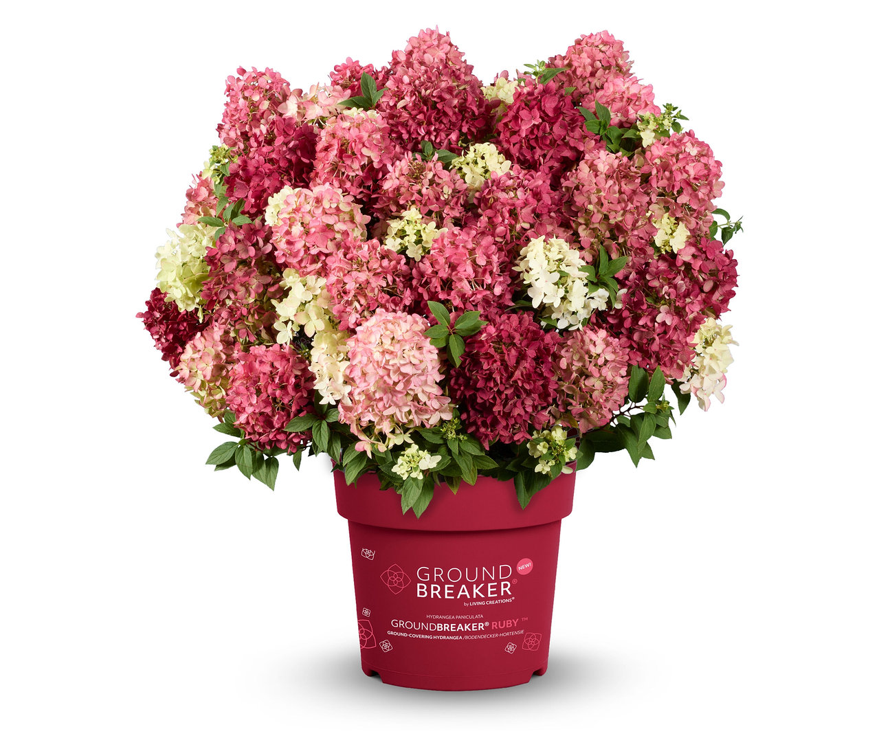 Rispenhortensie »Groundbreaker Ruby« in einem roten Topf mit rosa, roten und weißen Blüten.