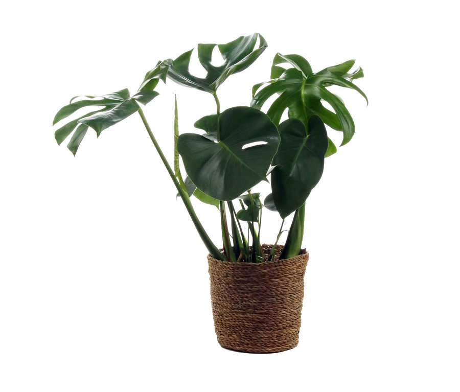 Monstera mit Übertopf.