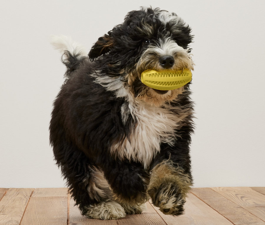 Schwarz-weißer Hund läuft über einen Holzboden und hält einen gelben Hunde-Zahnpflege-Ball im Maul.
