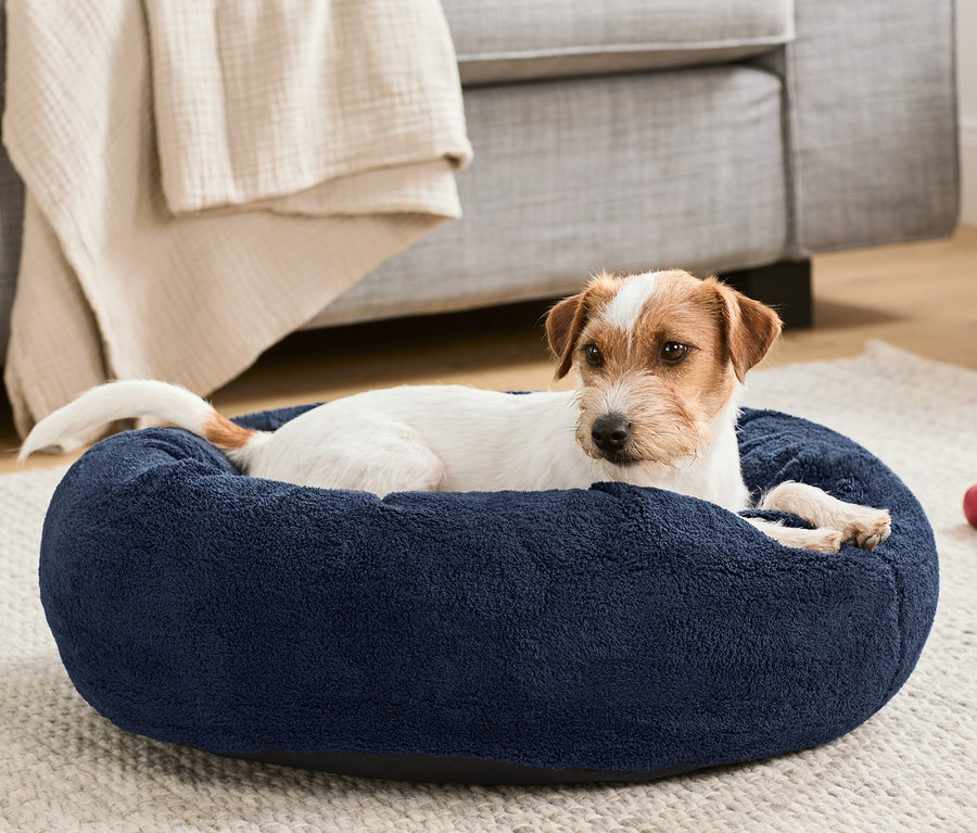 Jack Russell liegt in einem kleinen Hundebett.