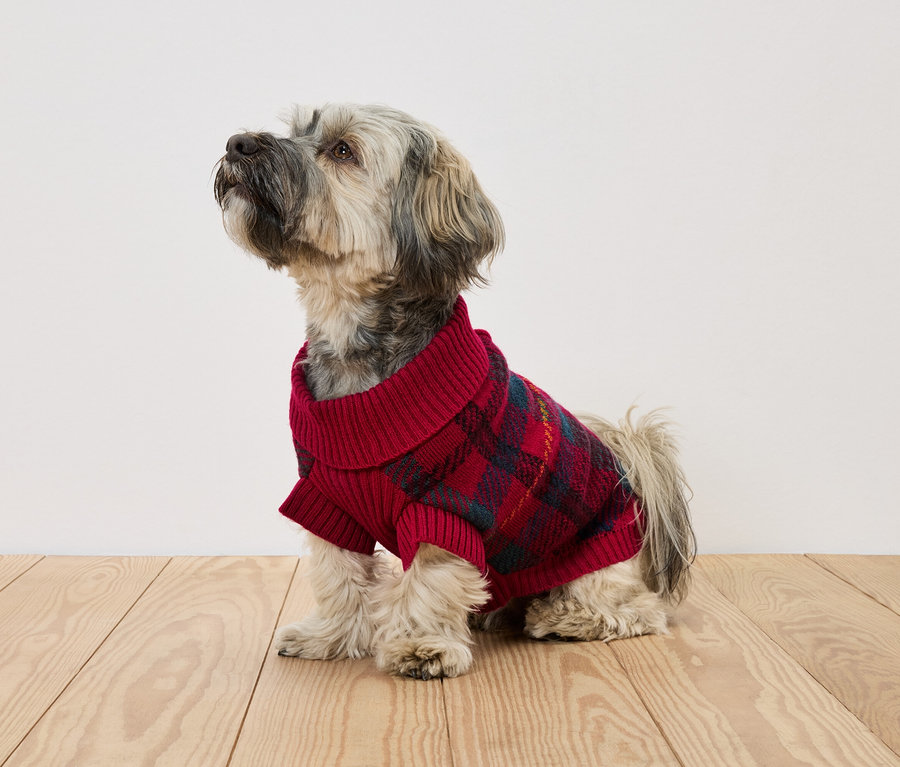 Mittelgroßer Hund mit grau-weißem Fell sitzt auf einem Holzboden und trägt einen rot karierten Pullover.
