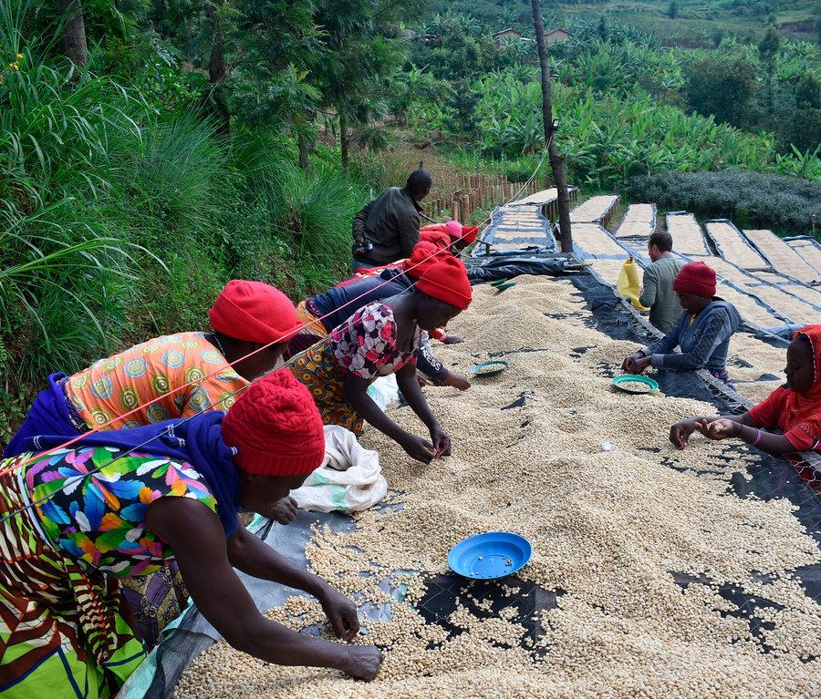 Mehrere Personen sortieren die Rarität »Buramba Rwanda« inkl. Kaffeedose auf Planen im Freien.