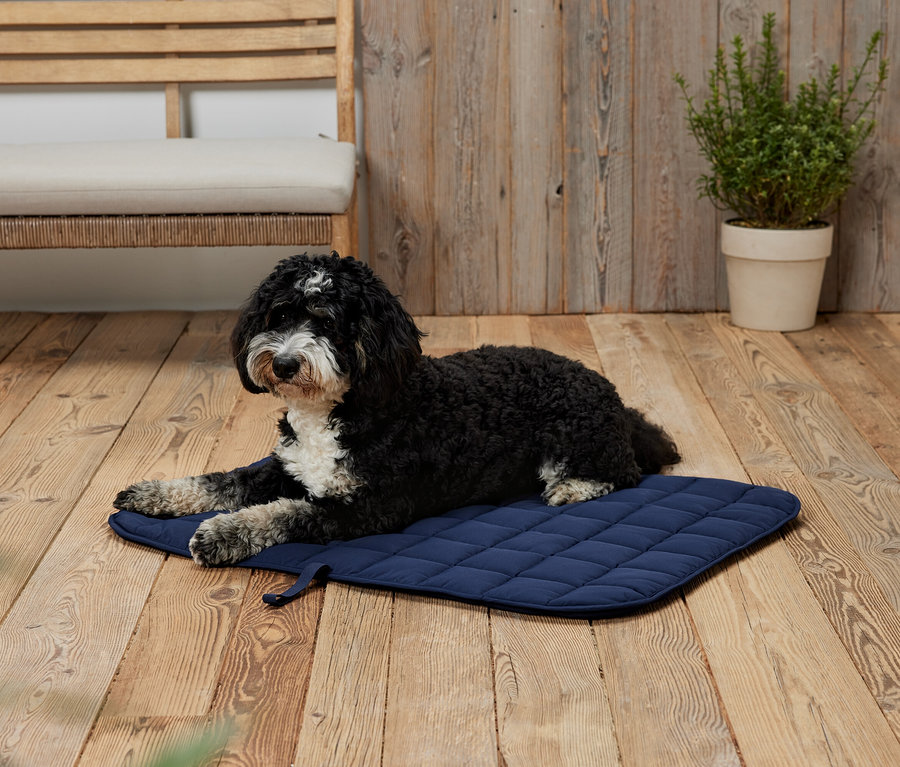 Ein schwarz-weißer Hund liegt auf einer blauen Matte auf einem Holzboden.