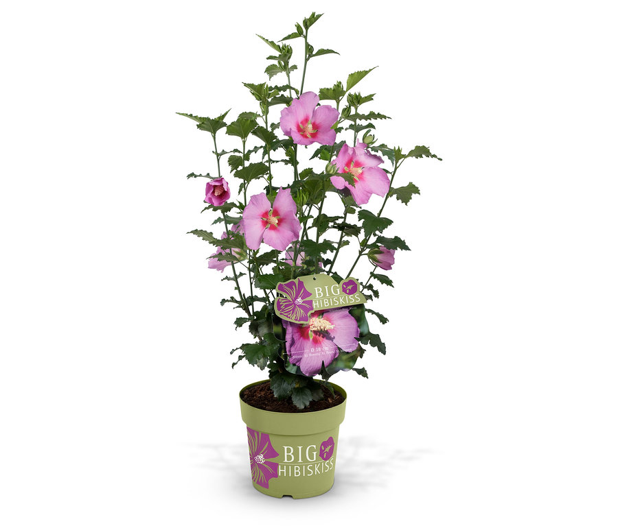 Der Hibiskusstrauch, groß, steht in einem hellgrünen Topf mit einem Etikett und hat rosa Blüten.
