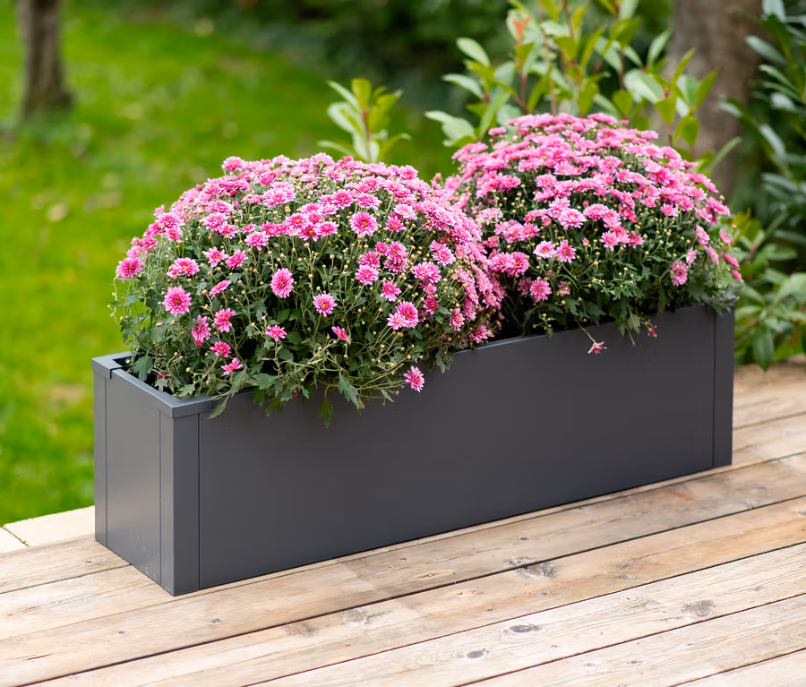 Zwei Büschel rosa Blumen in einem grauen rechteckigen Pflanzkasten mit Einlegeboden, ca. 27 cm, auf einem Holzdeck.