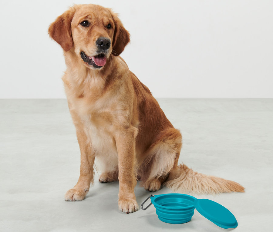 Ein Golden Retriever sitzt neben einem blauen faltbaren Fressnapf.