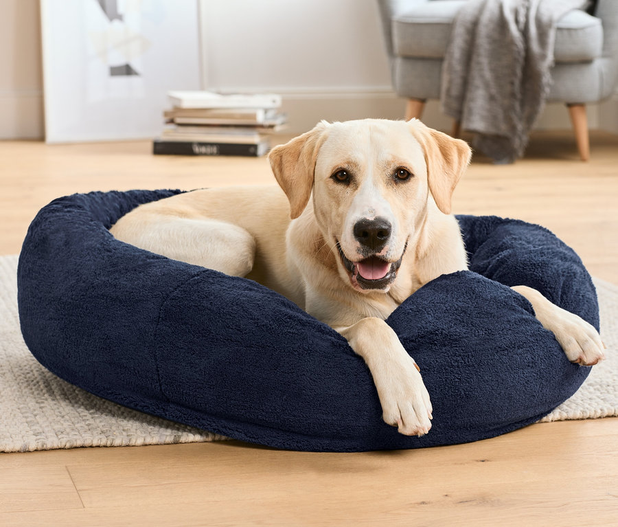 Labrador liegt in einem großen Hundebett.