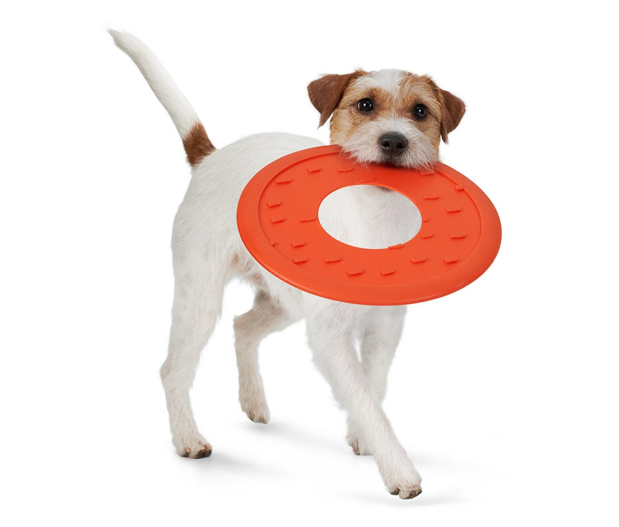 Ein weißer Jack Russell Terrier trägt eine orangefarbene Hunde-Wurfscheibe im Maul.