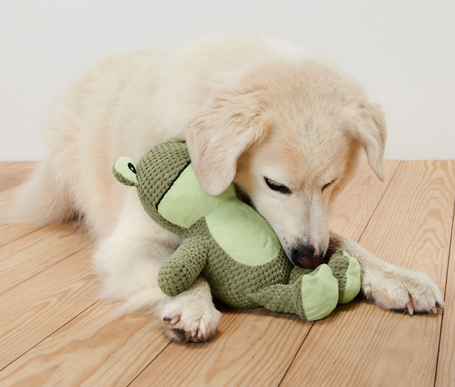 Ein weißer Hund liegt auf einem Holzboden und umarmt ein Hunde-Plüschspielzeug »Frosch«.