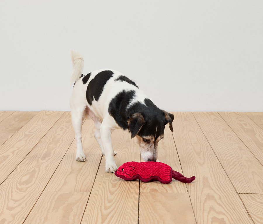 Hund schnüffelt an rotem Spielzeug auf Holzboden.