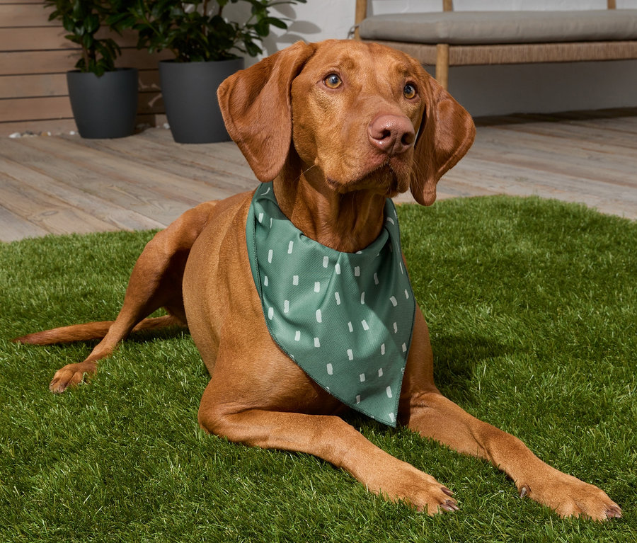 Hund liegt auf dem Gras und trägt ein grünes 2 Hunde-Halstuch.