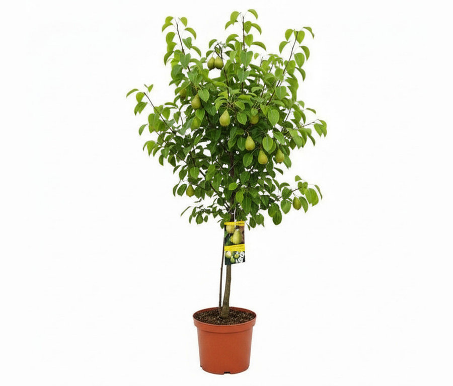 Kleiner Birnbaum als Terrassenobst mit grünen Blättern und vielen kleinen grünen Birnen in einem braunen Topf.