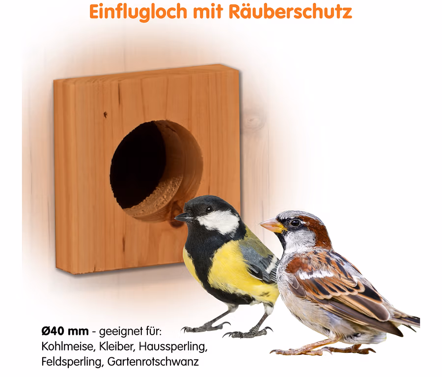 Ein hölzernes Nistkasten-Einflugloch mit 40 mm Räuberschutz. Eine Kohlmeise und ein Haussperling stehen daneben. Geeignet für verschiedene kleine Vogelarten.