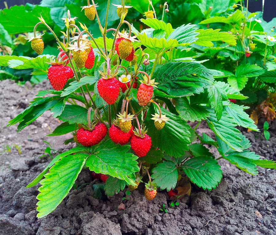 Ein Minigarten in einer Papiertüte mit Erdbeeren wächst in der Erde.