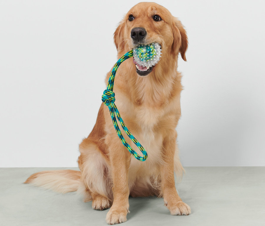 Golden Retriever sitzt und hält ein Hunde-Wurfspielzeug im Maul.