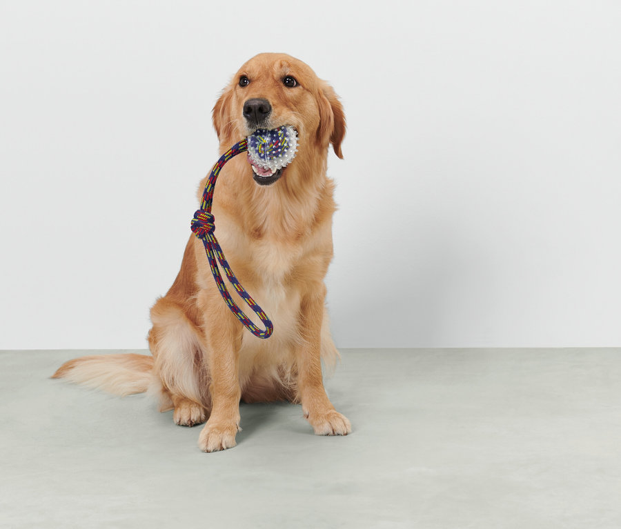 Ein Golden Retriever sitzt und hält ein Spielzeug mit einem Seil im Maul.