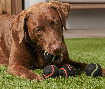 Ein brauner Labrador liegt auf dem Rasen und hält einen von 4 Hunde-Spielzeugbällen im Maul.