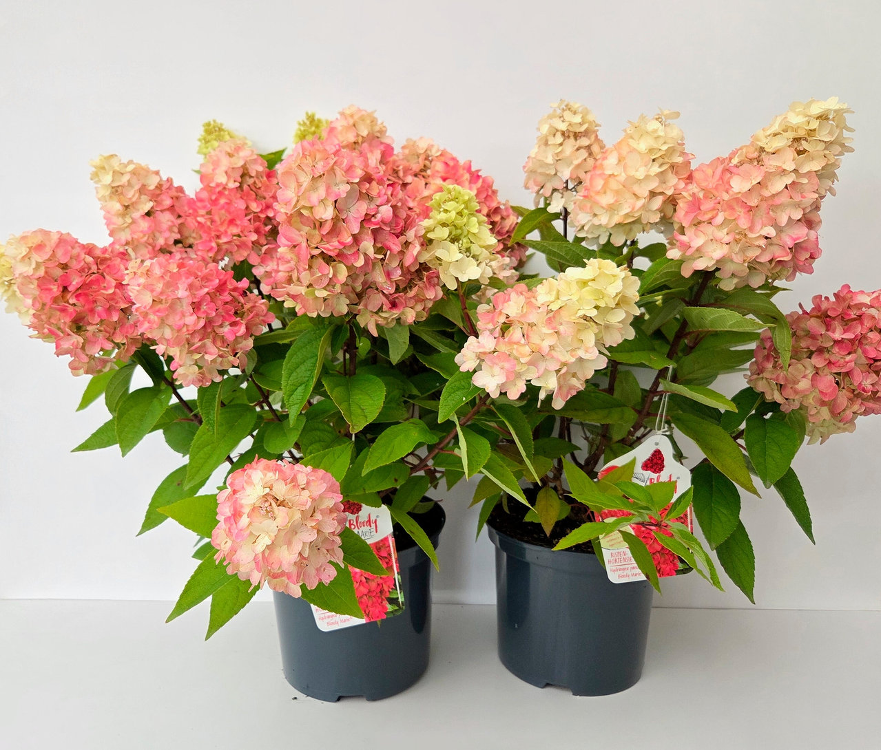 Zwei graue Töpfe mit Rispenhortensien »Bloody Marie« mit rosa-weißen Blüten und grünen Blättern vor einem weißen Hintergrund.