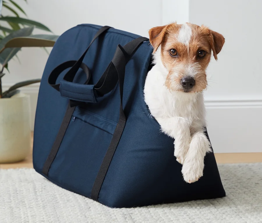 Ein Hund schaut aus einer blauen Tier-Tragetasche heraus.
