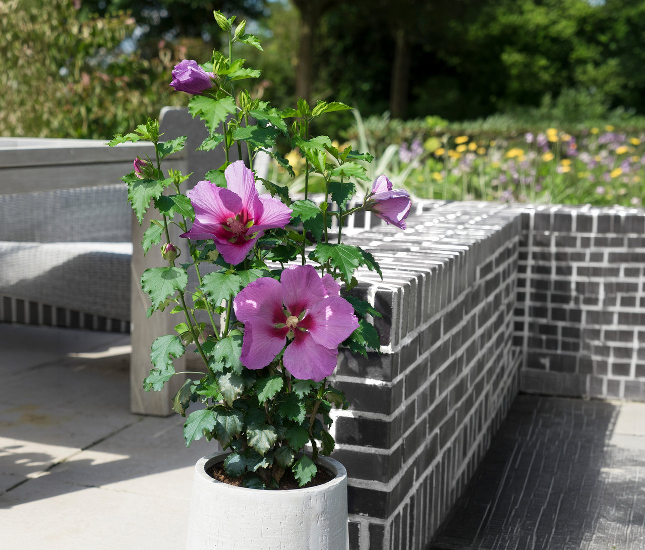 Ein großer Hibiskusstrauch mit violetten Blüten steht in einem Topf auf einer Terrasse.
