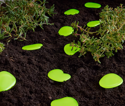 Grüne Leuchtkieselsteine liegen auf Erde neben Pflanzen.