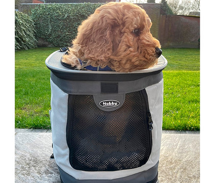 Ein brauner Cocker Spaniel sitzt in einem grauen Tier-Rucksack »PLATA«.