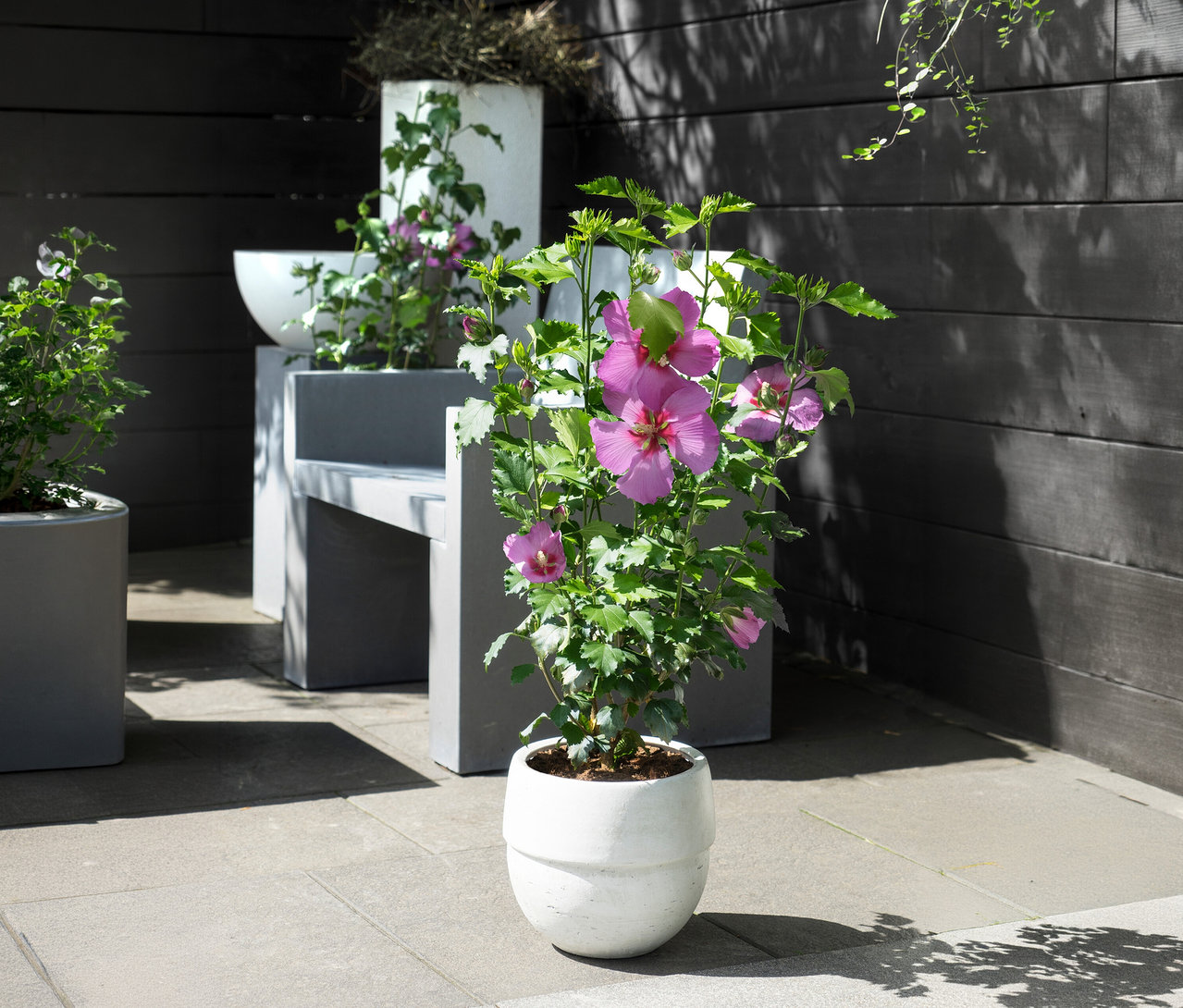Großer Hibiskusstrauch im weißen Topf auf Terrasse. Im Hintergrund weitere Pflanzen in Töpfen und eine graue Bank.
