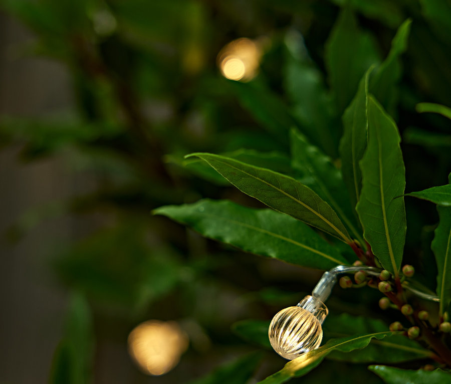 Nahaufnahme einer Solar-Lichterkette mit Kugeln auf einer belaubten Pflanze.