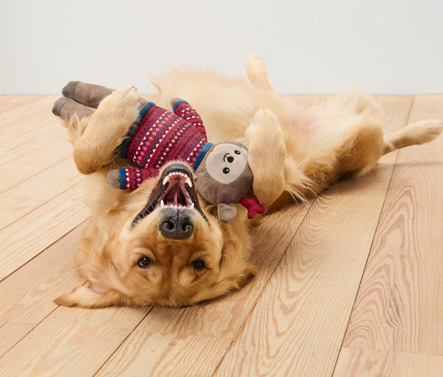 Golden Retriever liegt auf dem Rücken auf einem Holzboden und spielt mit einem Elch-Plüschtier.